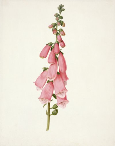 Foxglove (Digitalis purpura) by Pieter Withoos